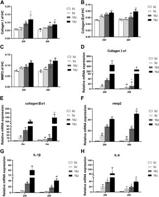 Exploring the optimal impact force for chronic skeletal muscle injury induced by drop-mass technique in rats